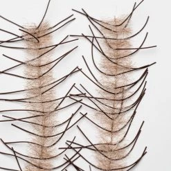 Renzetti Lively Leg Crustacean Brushes 5 Renzetti Lively Leg Crustacean Brushes