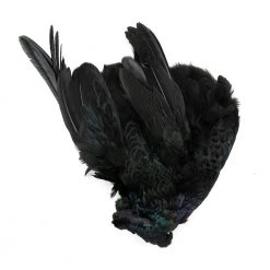 Wapsi Fly Feathers & Hackle Ringneck Pheasant Skin