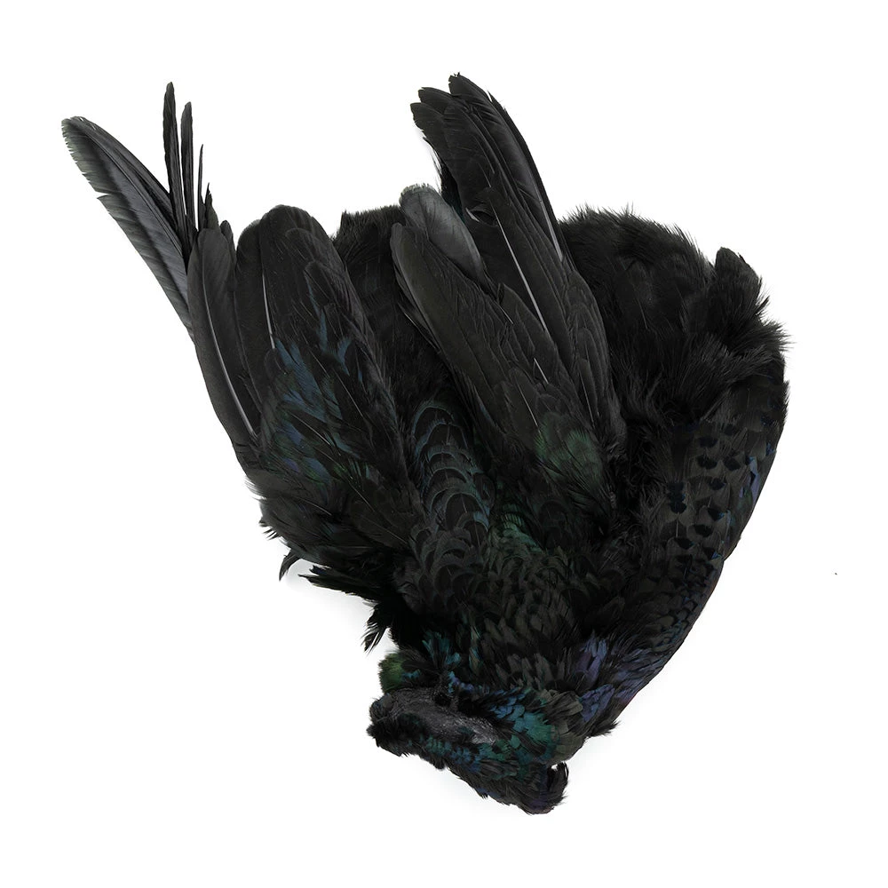 Wapsi Fly Feathers & Hackle Ringneck Pheasant Skin 2 Wapsi Fly Feathers & Hackle Ringneck Pheasant Skin