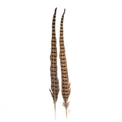 Wapsi Fly Ringneck Pheasant Tail Feathers
