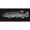 DeYoung Studio DeYoung Musky Sketch Decal