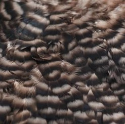 Nature's Spirit Feathers & Hackle Whiting American Hen Saddles 25 Nature's Spirit Feathers & Hackle Whiting American Hen Saddles