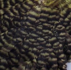 Nature's Spirit Feathers & Hackle Whiting American Hen Saddles 24 Nature's Spirit Feathers & Hackle Whiting American Hen Saddles