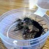 The Northern Angler Fly Shop Guide's Choice Dozen Euro Nymphs Flies & Boxes