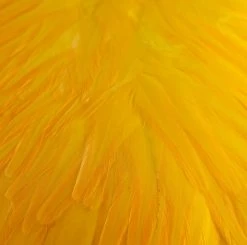 Nature's Spirit Feathers & Hackle Whiting American Rooster Saddles