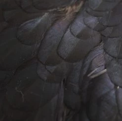 Nature's Spirit Feathers & Hackle Whiting American Hen Saddles 29 Nature's Spirit Feathers & Hackle Whiting American Hen Saddles