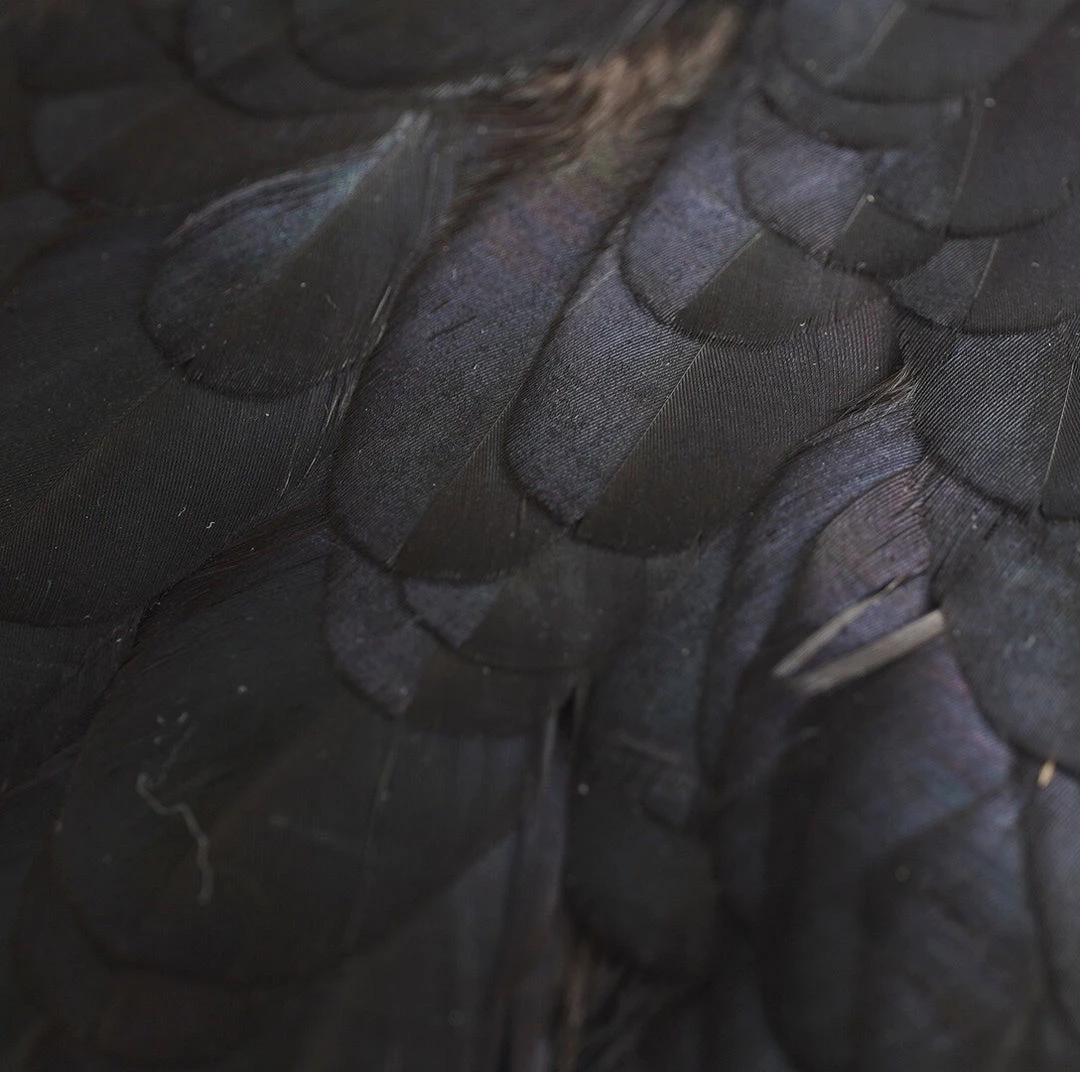 Nature's Spirit Feathers & Hackle Whiting American Hen Saddles 11 Nature's Spirit Feathers & Hackle Whiting American Hen Saddles